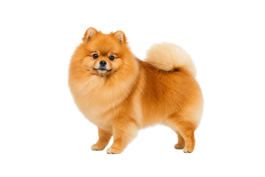 The same photo after AwaCut, on a transparent background